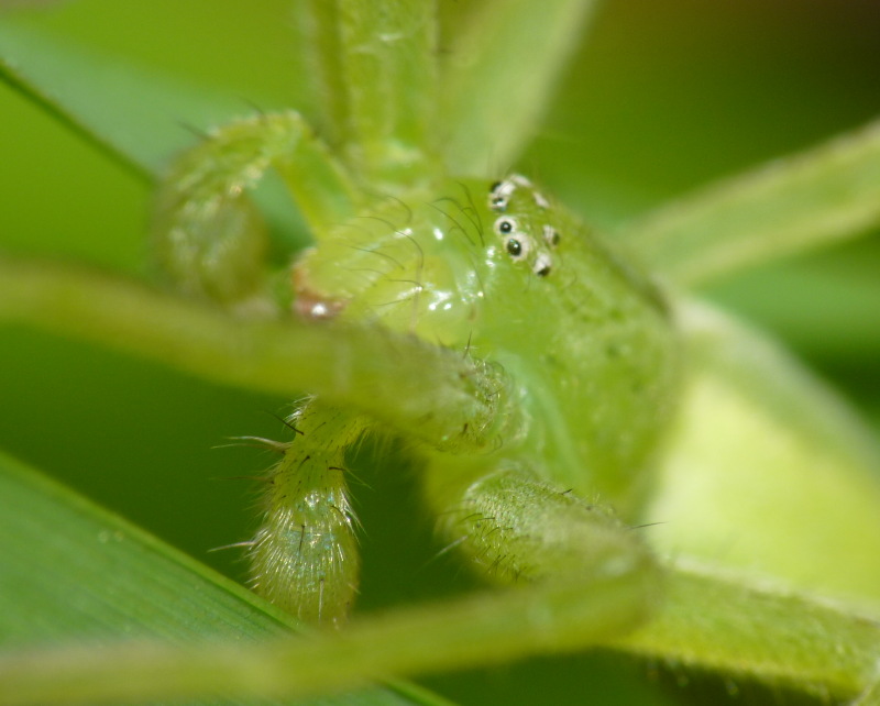 Micrommata virescens; Micrommata ligurina